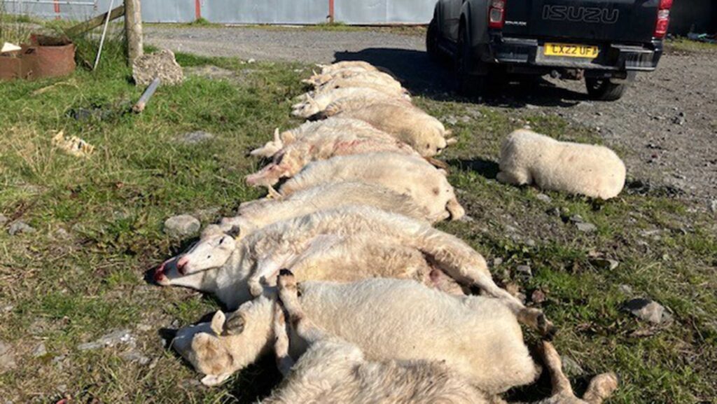 Sheep killed by acorn poisoning © Geraint Davies