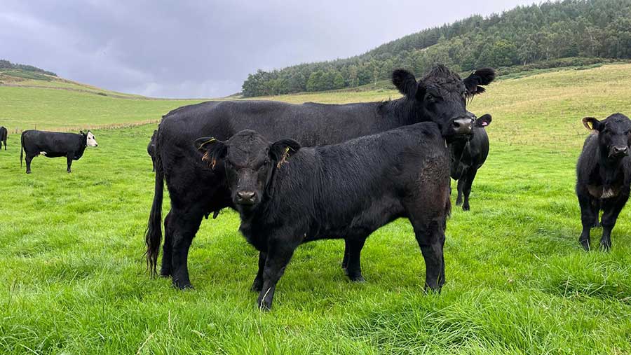 Cow and calf