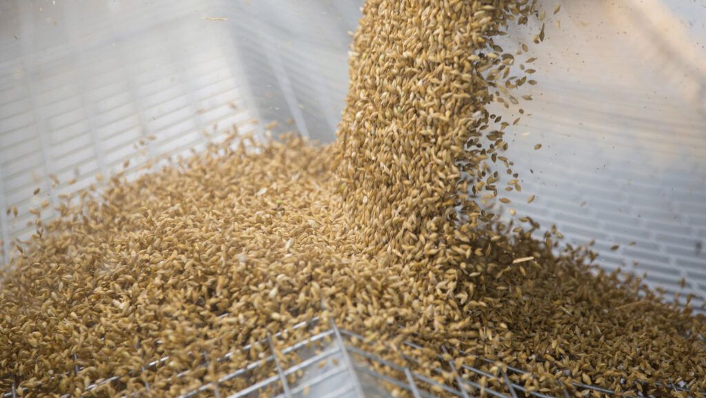 Barley being tipped into grain