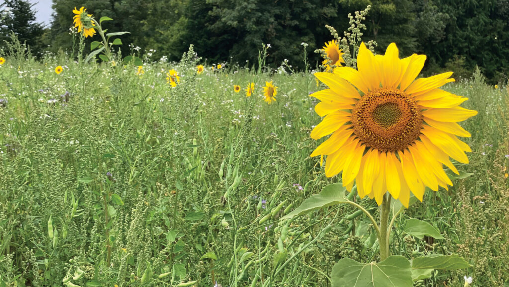 Bird seed mix