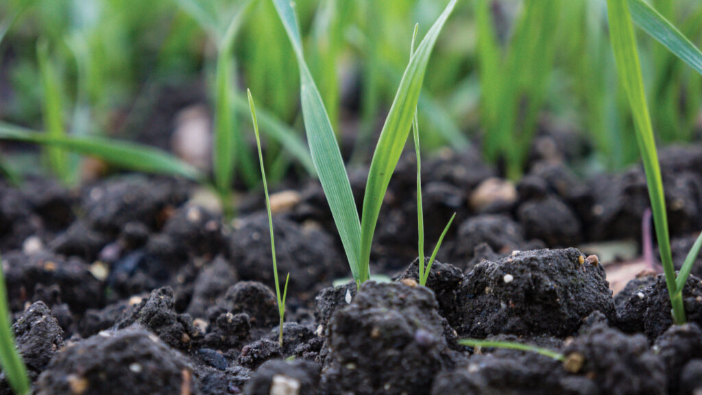 Blackgrass plants