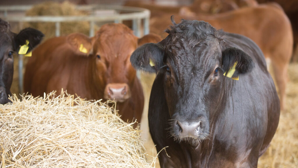 Beef cattle in a shed
