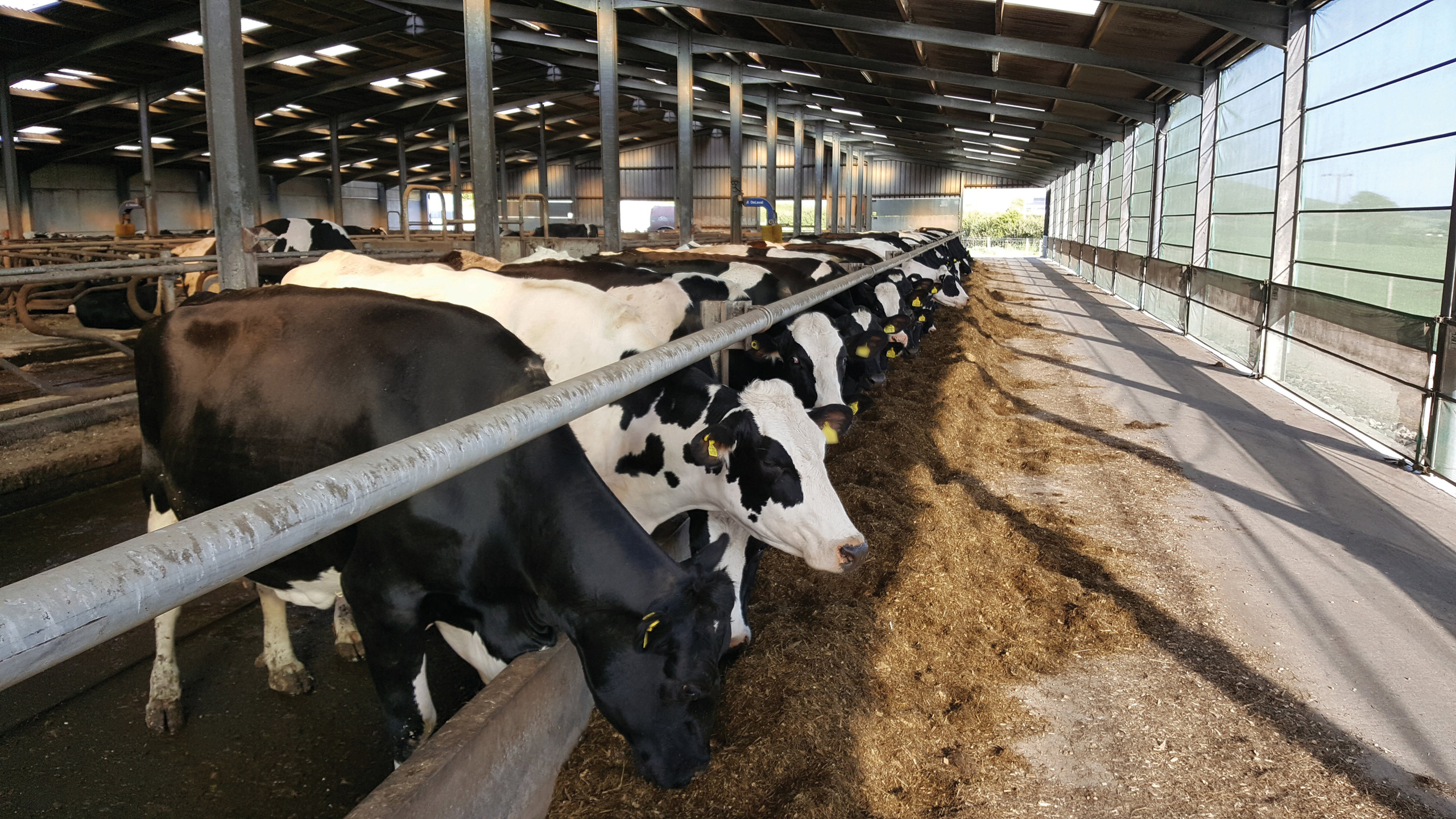 Dairy cows at a feed fence