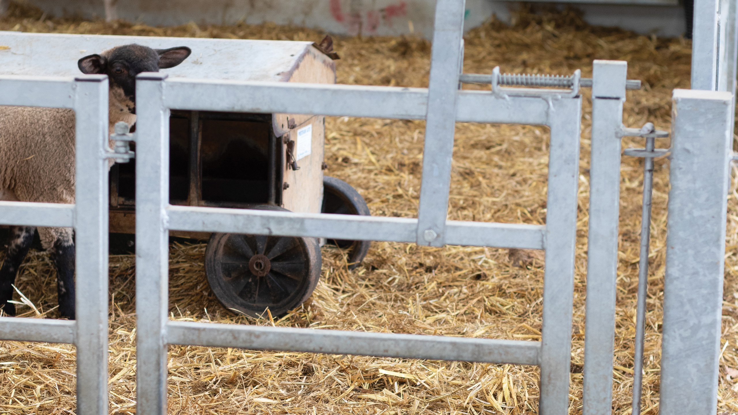 Lambing pen with steel frame