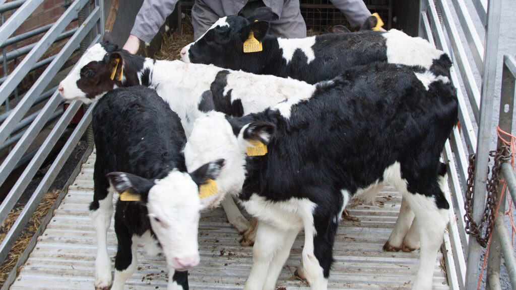 Dairy calves being unloaded