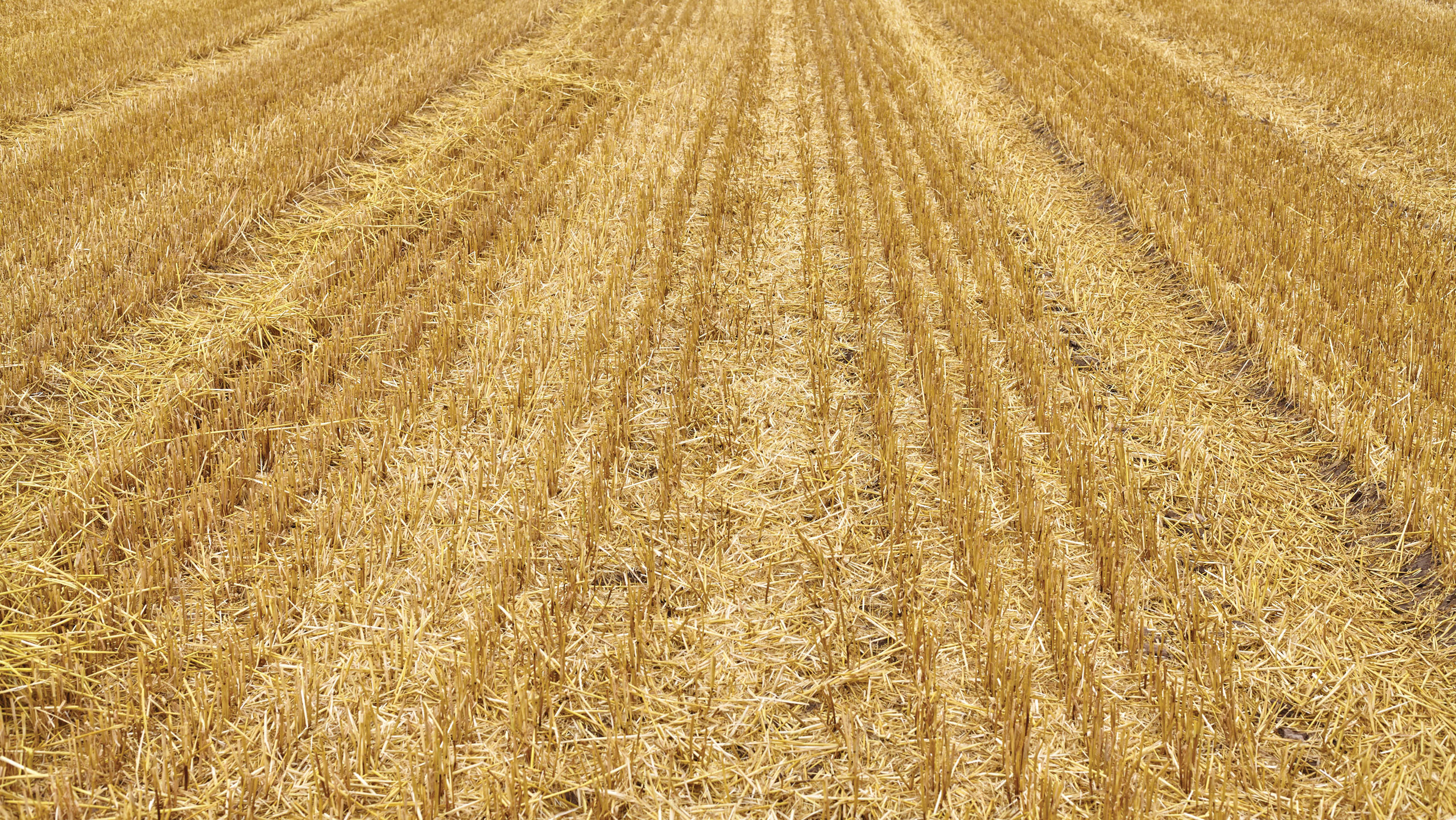 Cereal stubble in a field