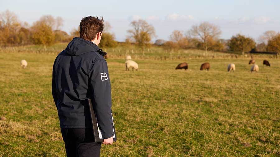 Man looking out on sheep field