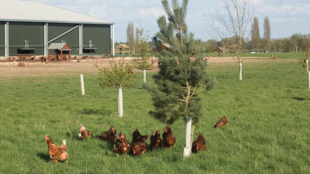 Free-range hens near newly planted trees