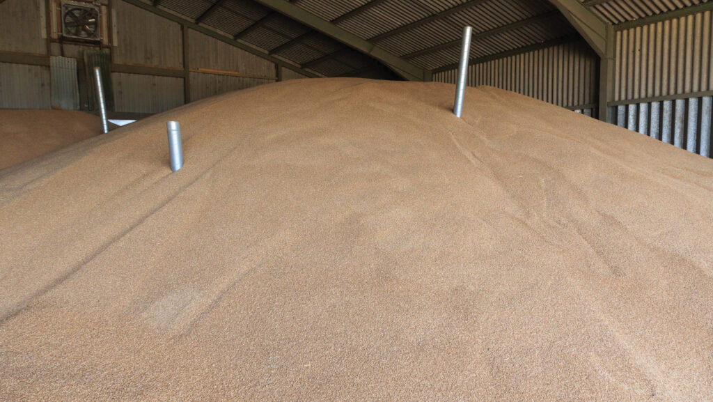 Pile of grain in store