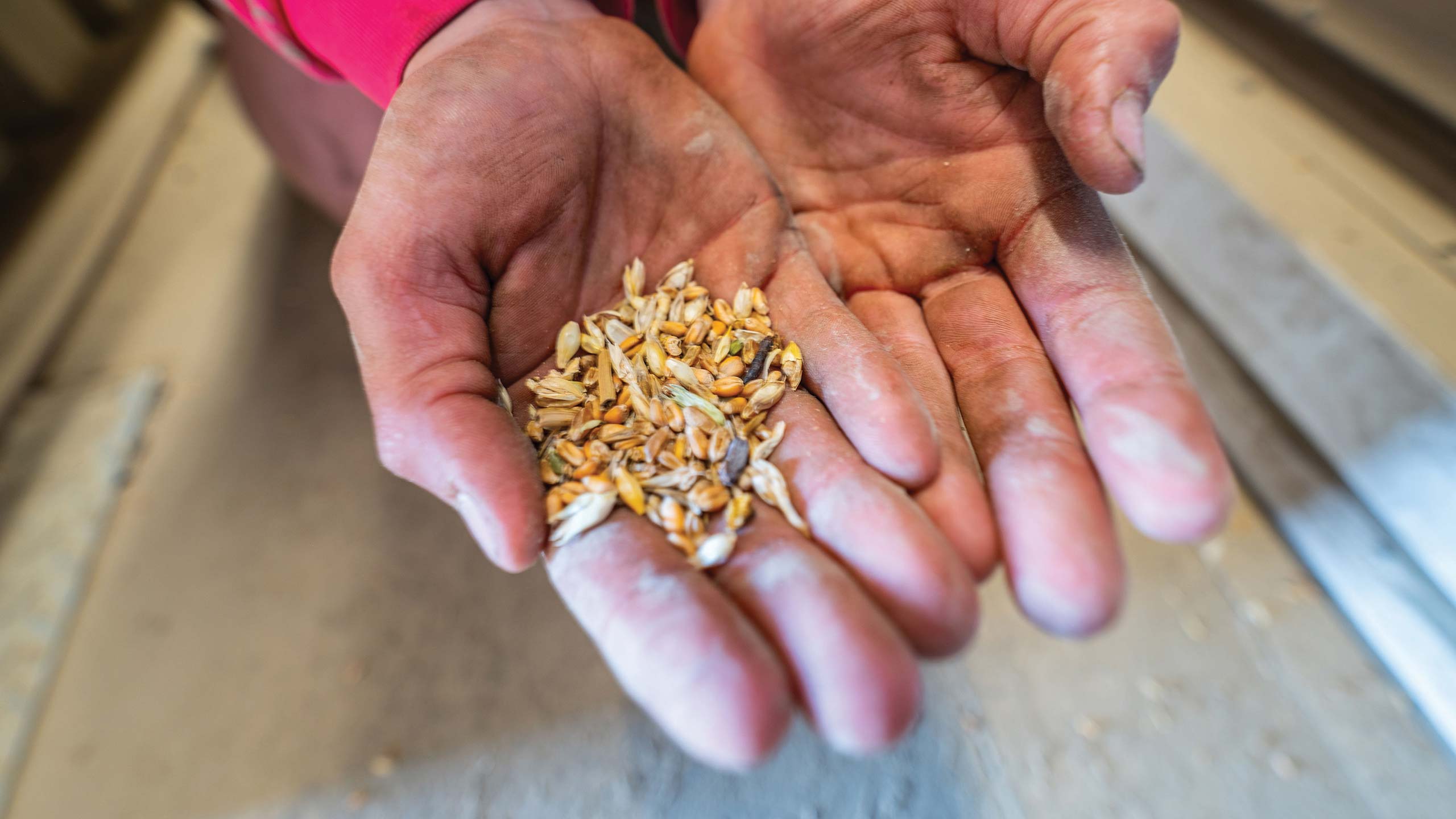 Hands holding cereal grains
