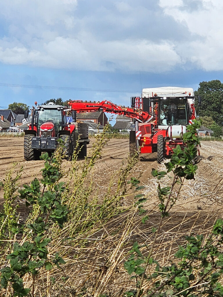 Grimme potato harvester at work
