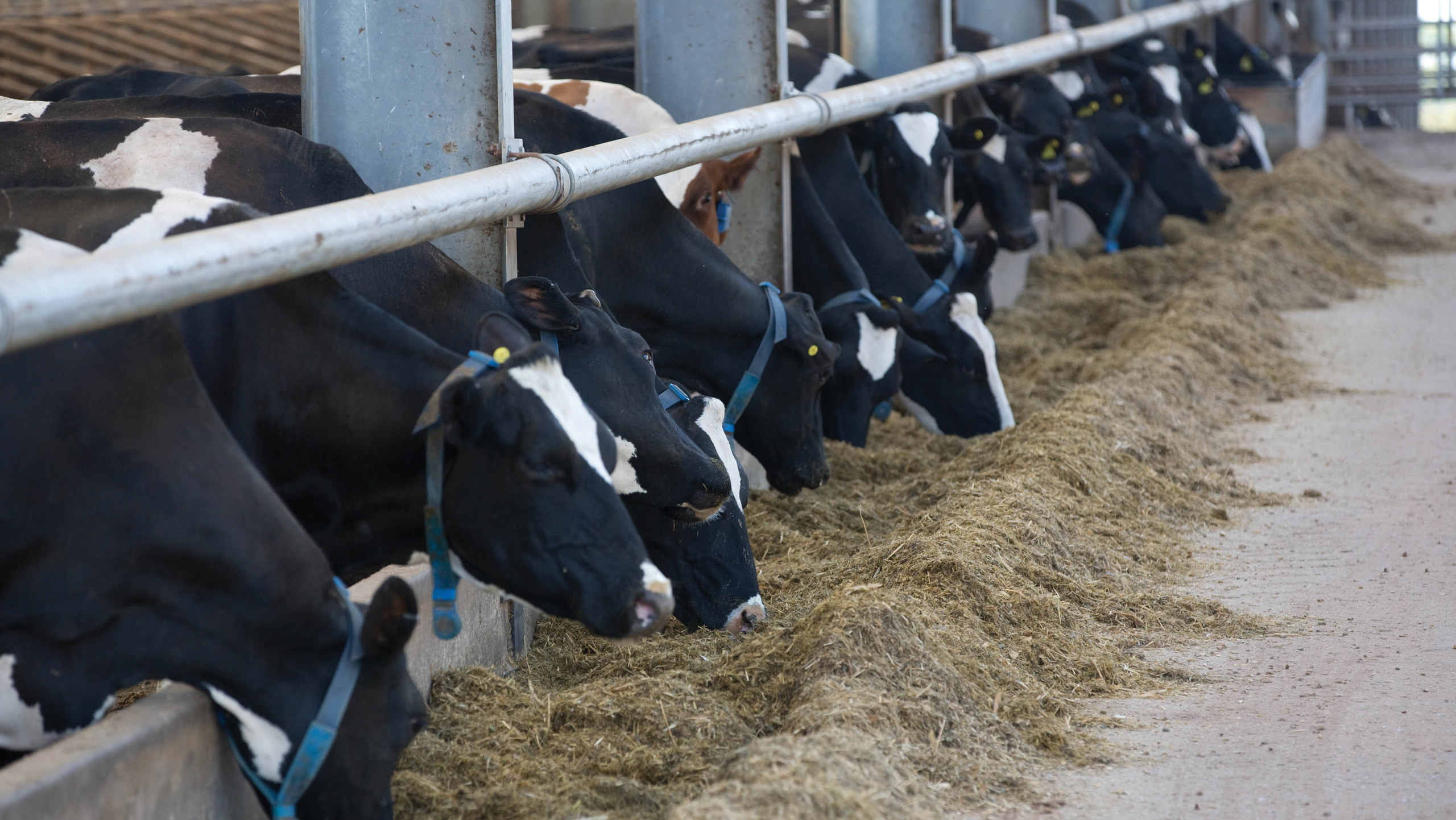 Housed dairy cows eating silage