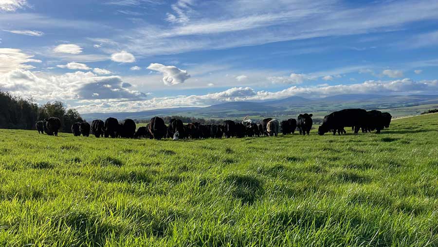 Herd of cows