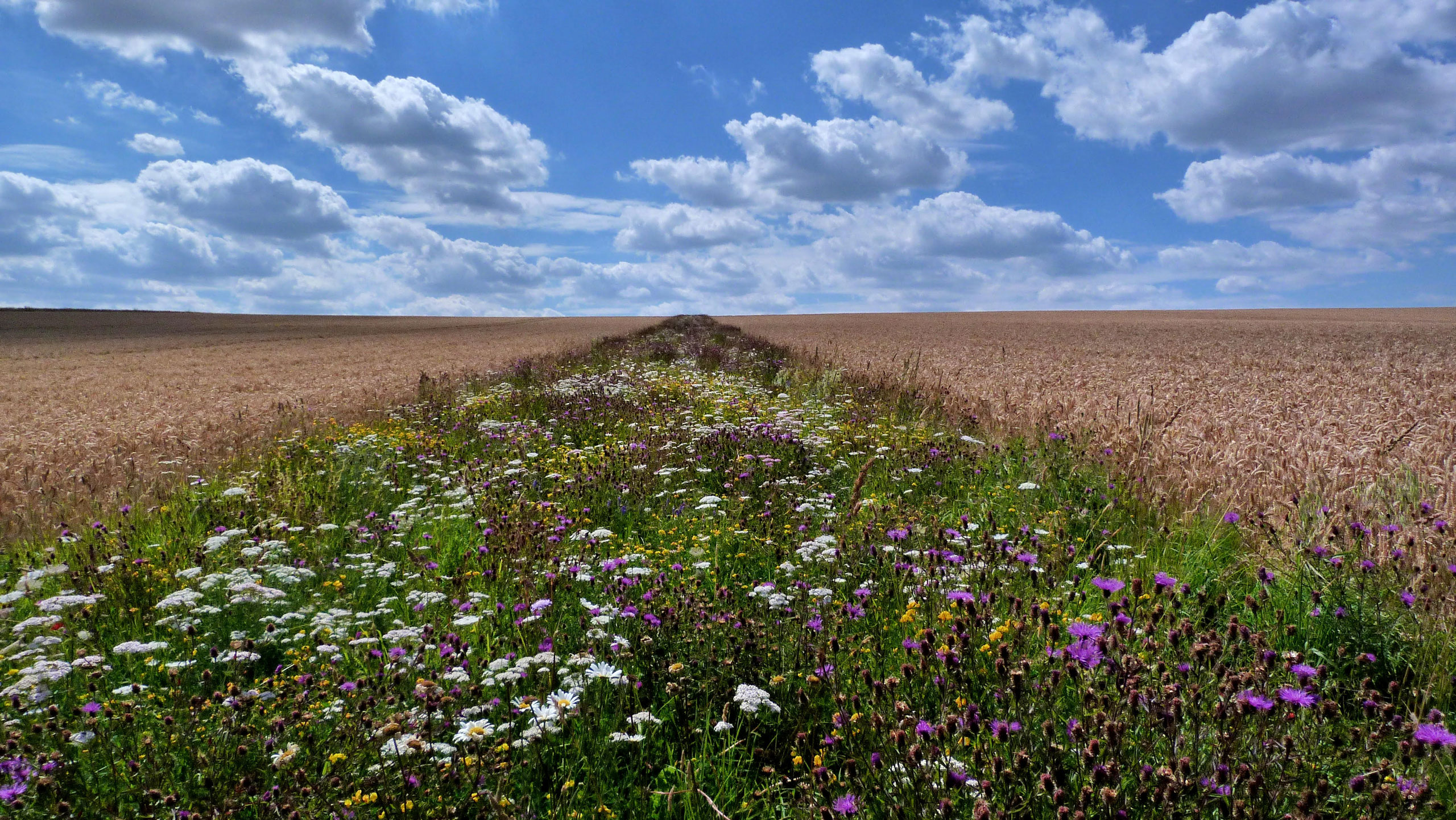 In-field flowering strip