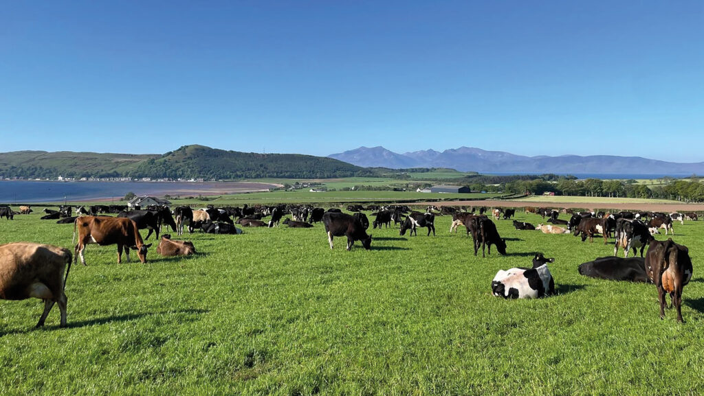 Dairy cows on Bute