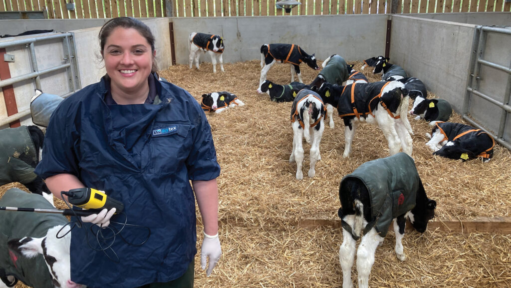 Vet in a shed with calves