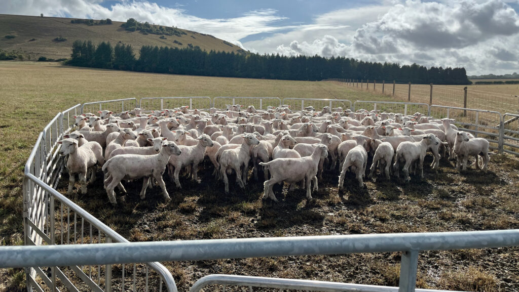 Lams at Dineley Farming © Aly Balsom