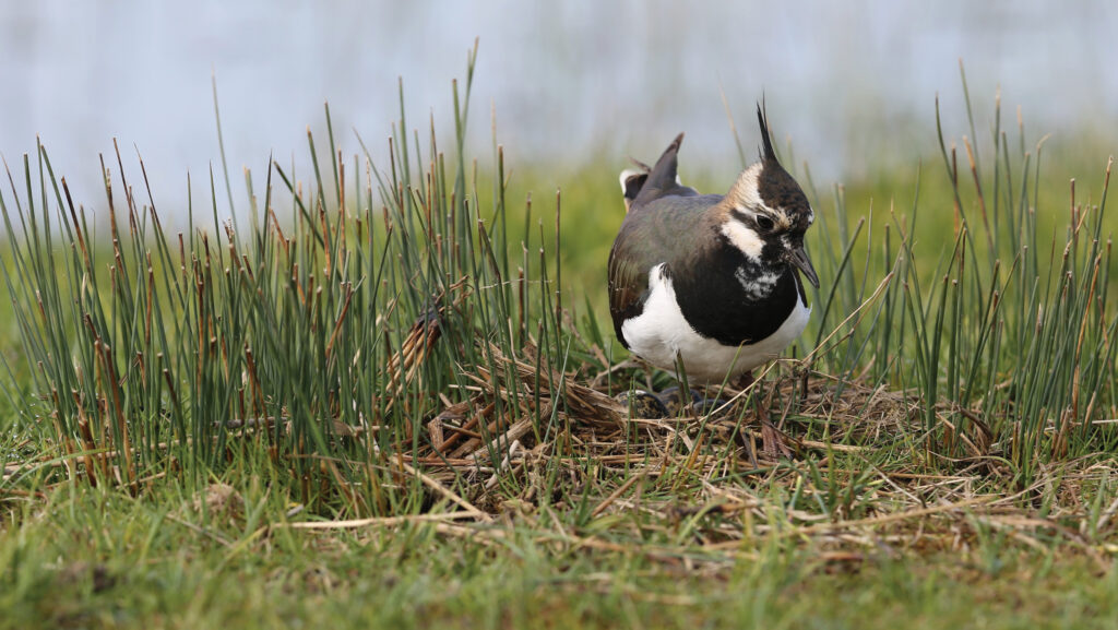 A lapwing