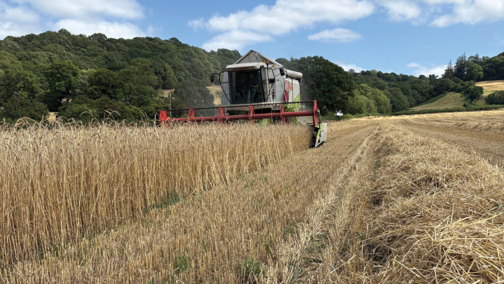 Heritage wheat being harvested