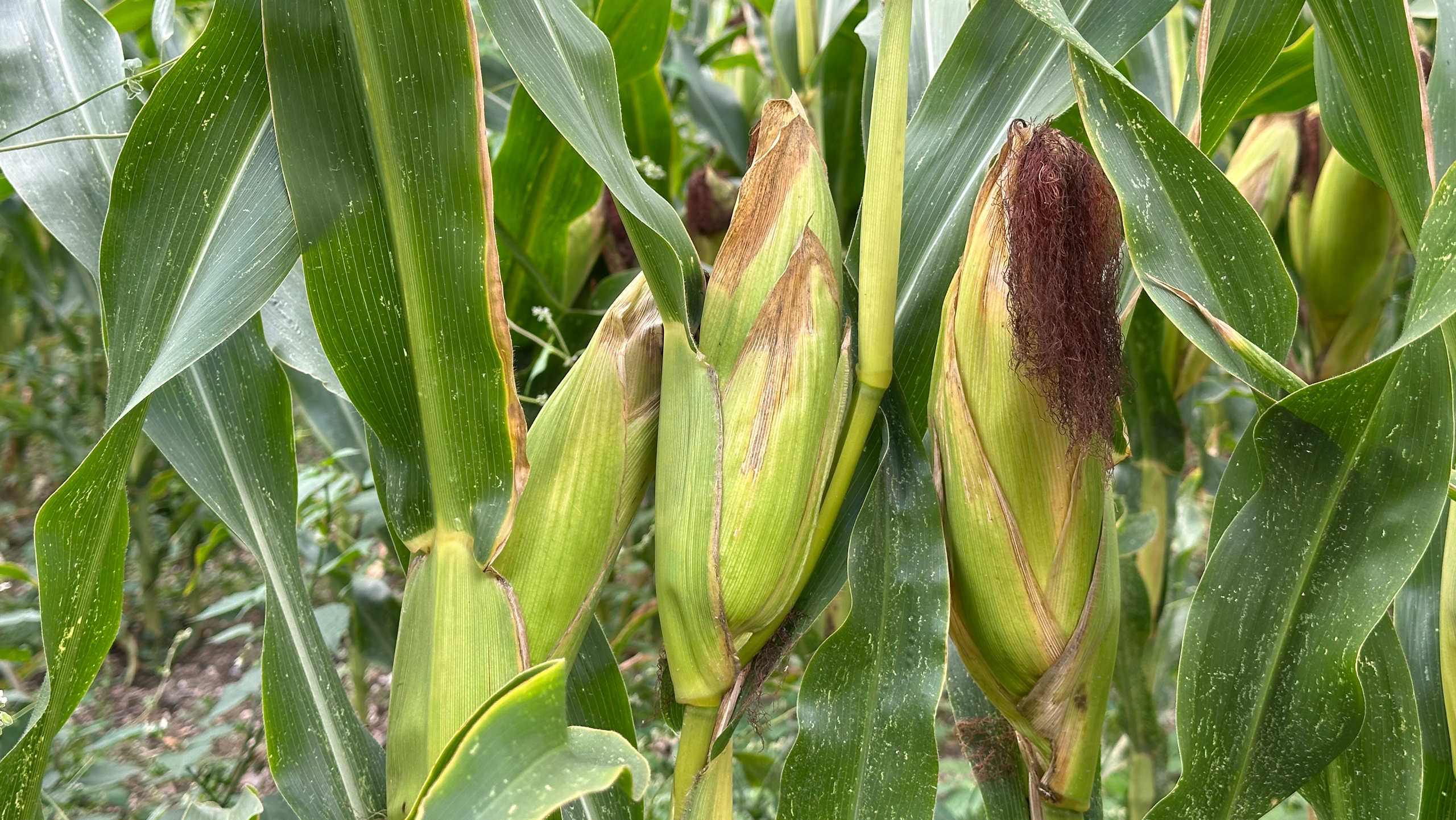 Maize cobs growing
