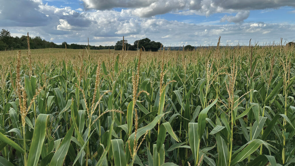 Forage maize at Merton Farm