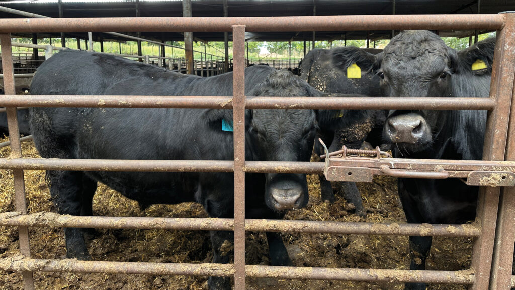 Merton Farm steers