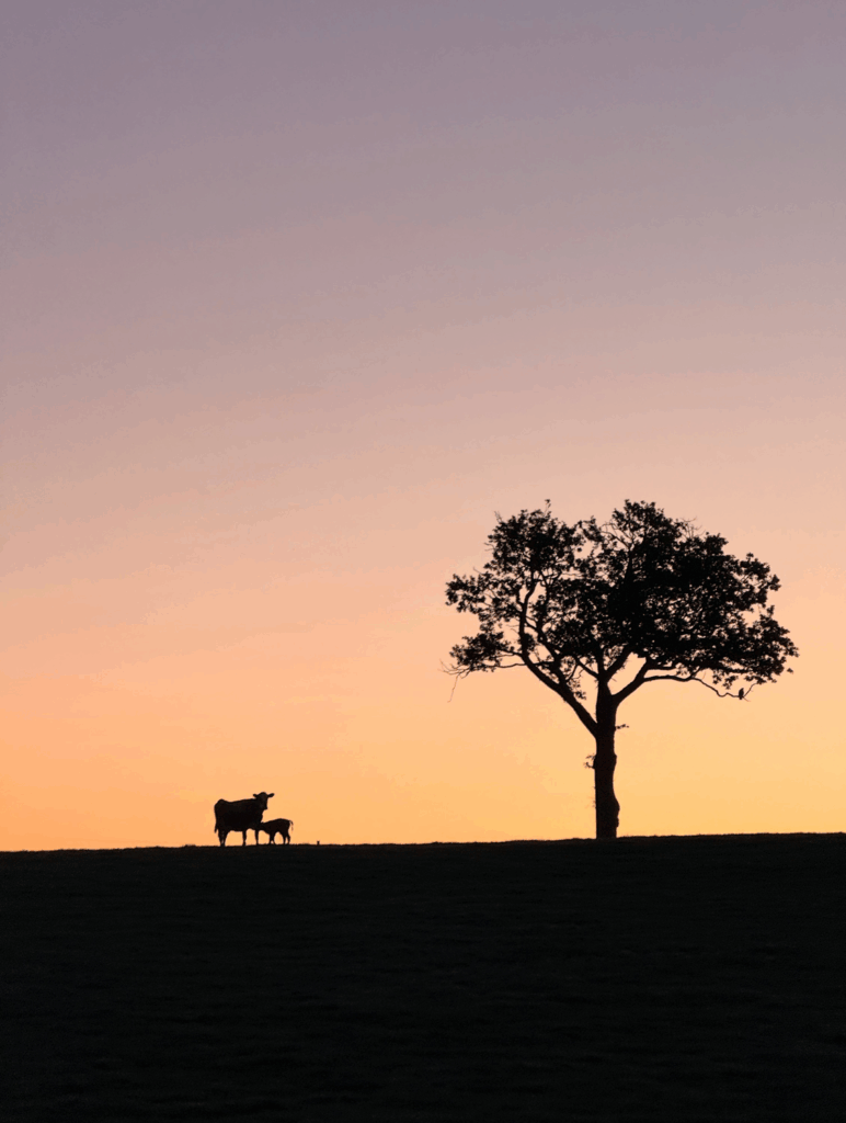 Cow and calf in silhouette against sunrise