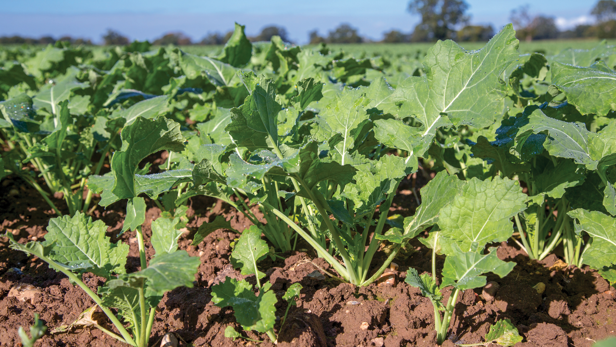 Close-up of OSR plants