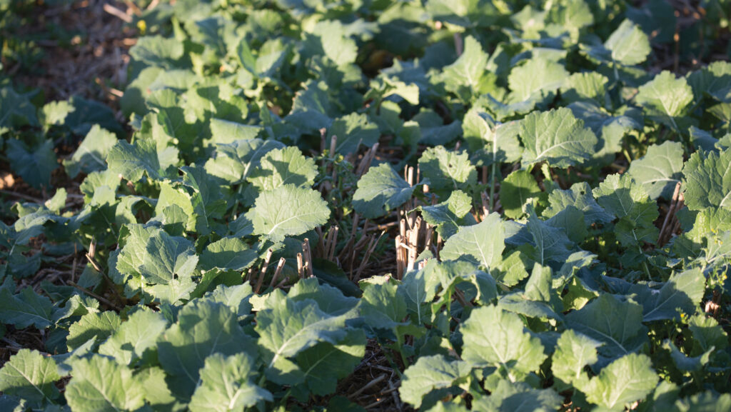 Close-up of green oilseed rape leaves