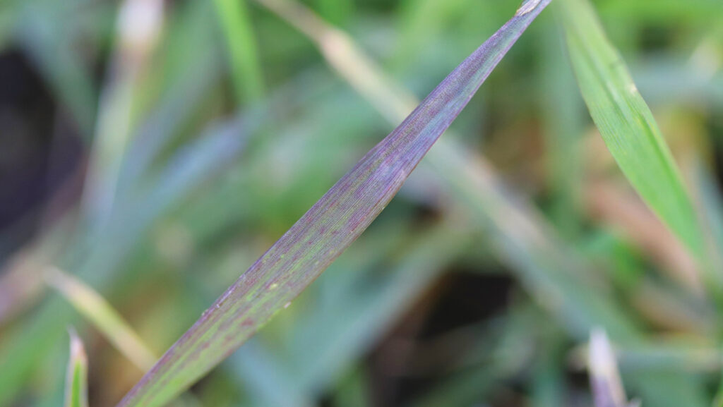 Phosphate deficiency