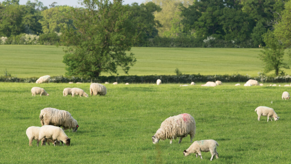 Sheep grazing in a field