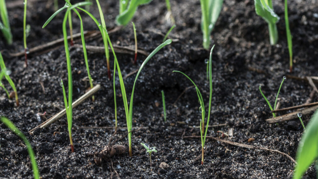 Ryegrass in winter barley