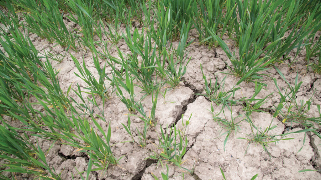 Soil cracks in winter wheat