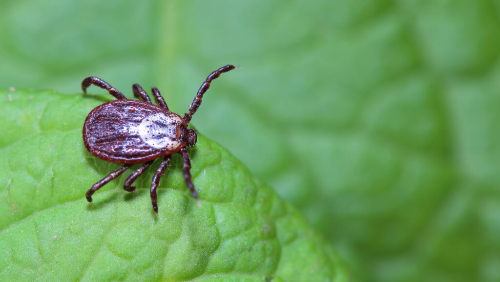 tick