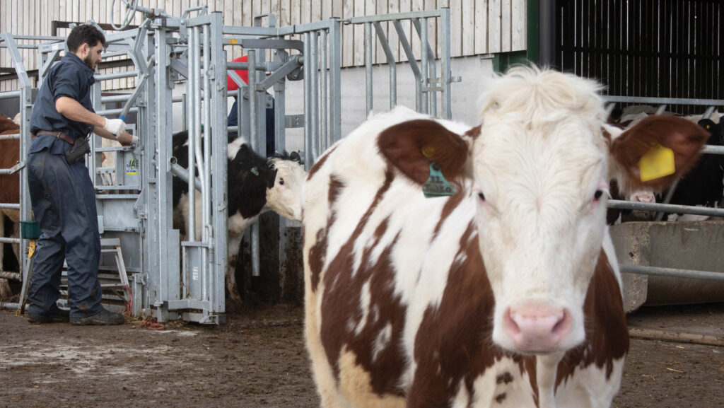 Vet TB testing dairy cow