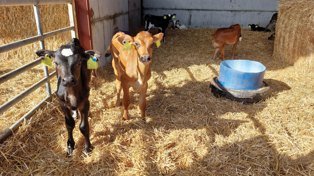 Calves in a shed