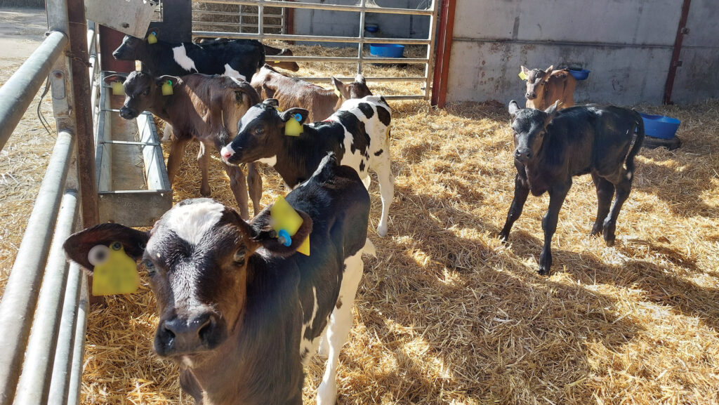 © MAG/Shirley Macmillan