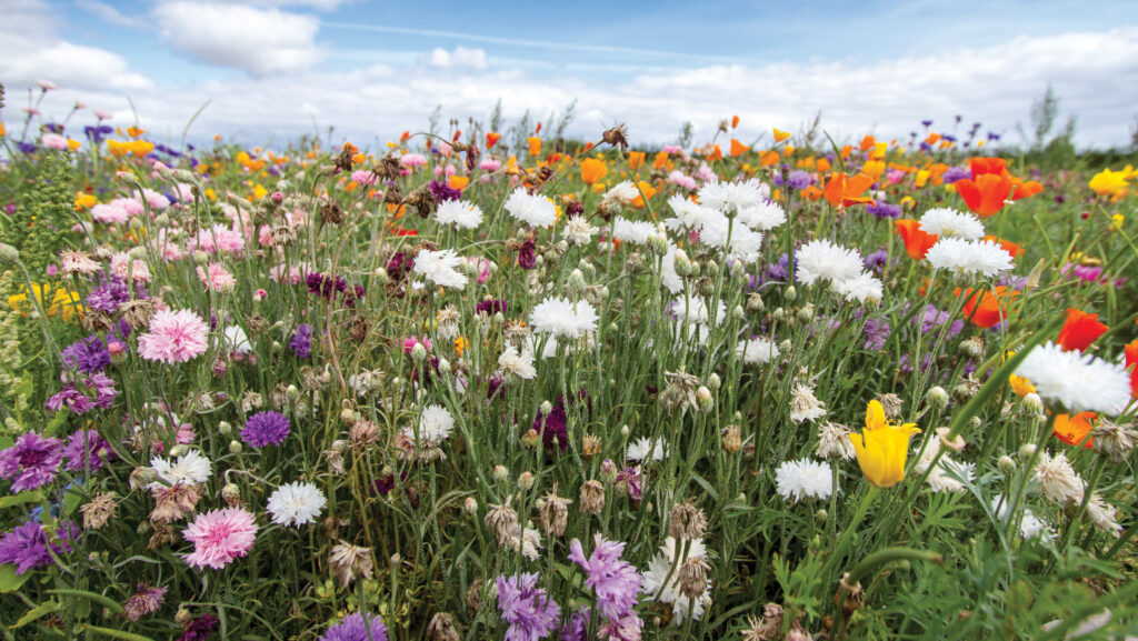 Wild flowers
