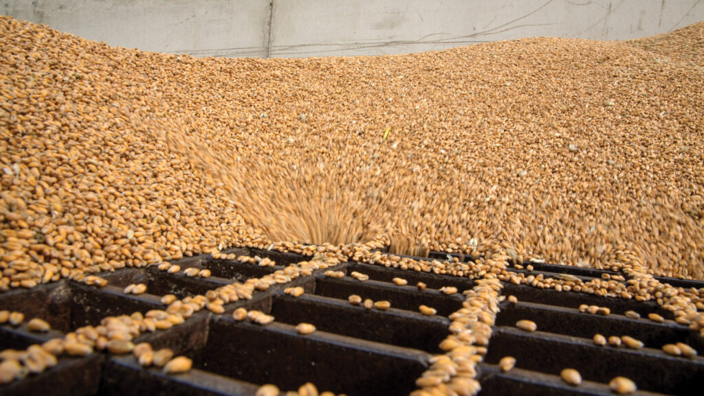 Wheat being poured into a grain pit