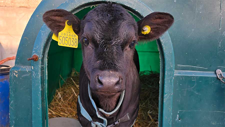 Calf looking at camera