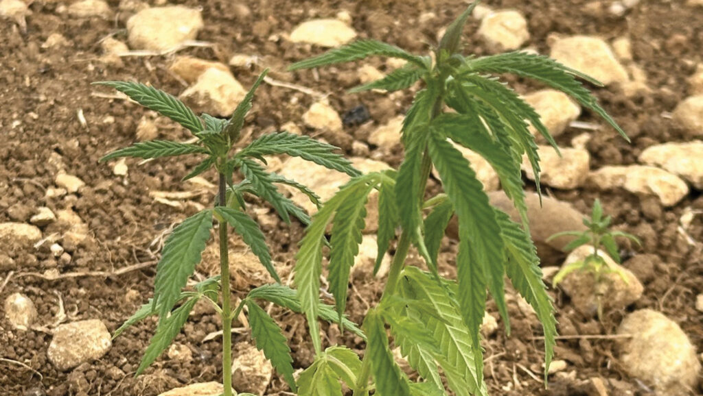 Hemp