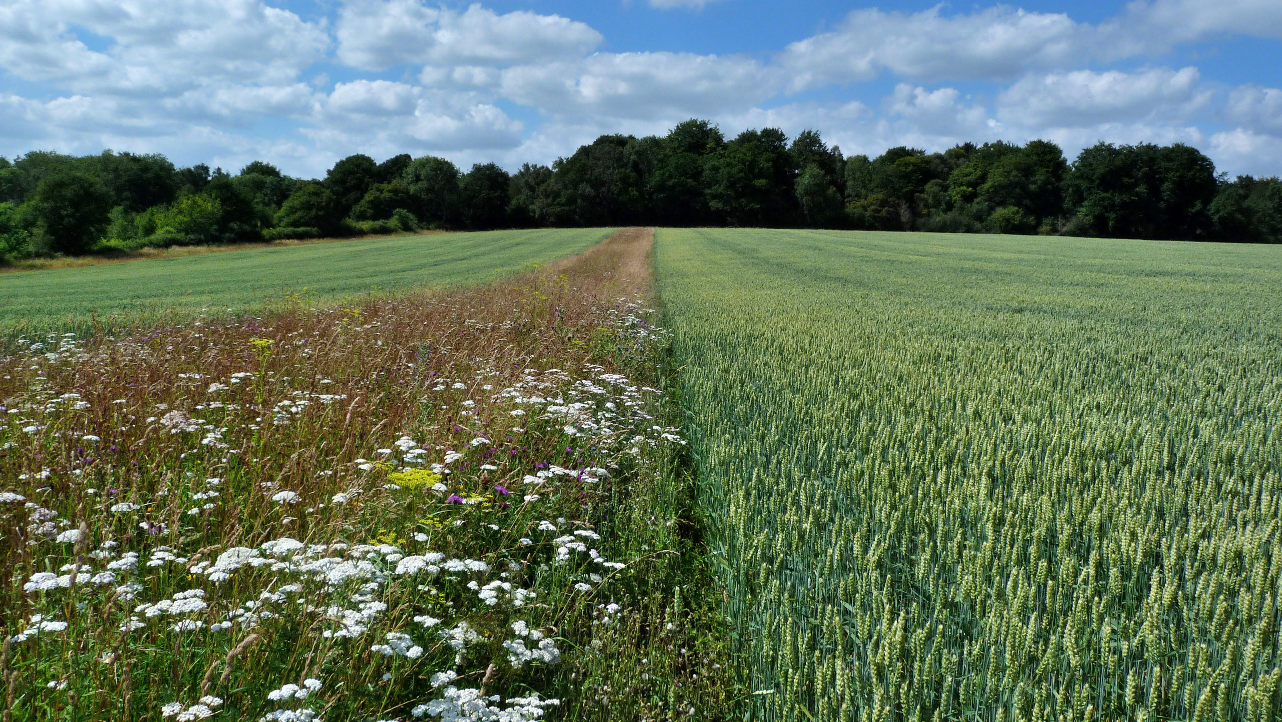 In-field flowering margin