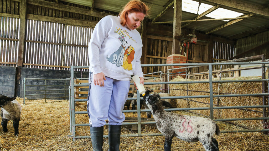 Lamb feeding at Larchfield Farm