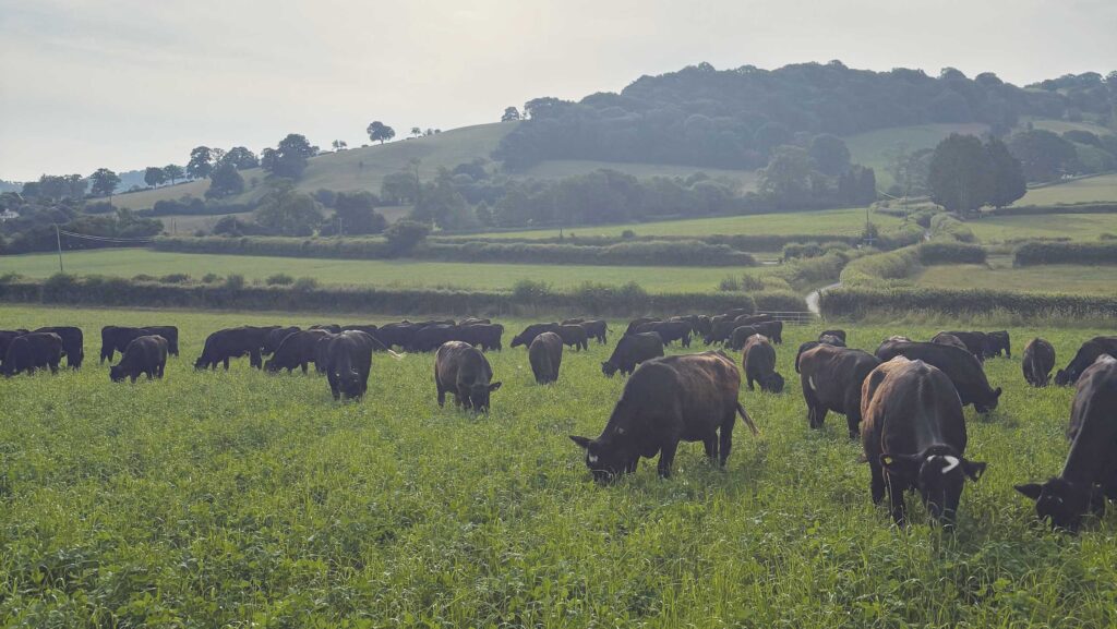 cattle grazing herbal ley