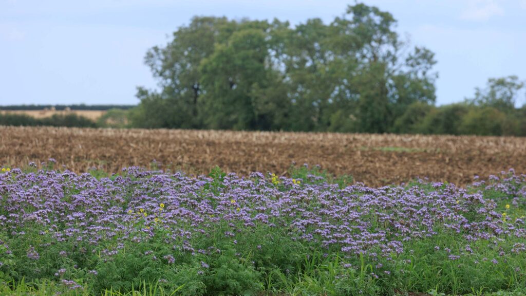 26th August 2023
Conservation margin 
©Tim Scrivener Photographer 07850 303986
     ....Covering Agriculture In The UK....