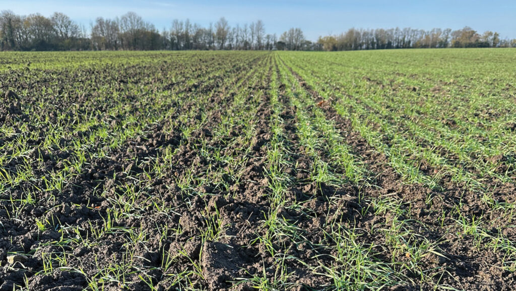 wheat field showing ploughed and direct drilled areas
