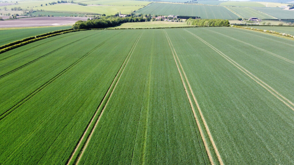 The 25 in 2025 winter wheat trial plots, Albanwise Farming