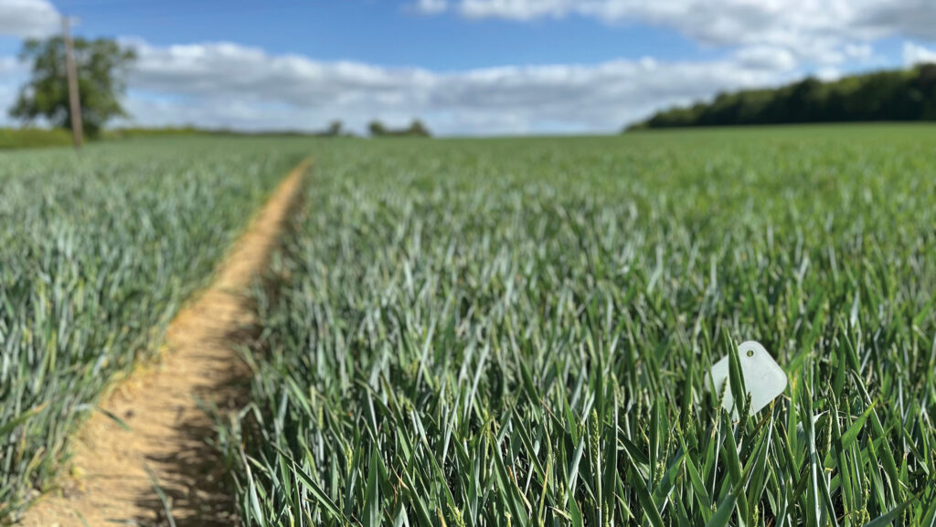 The 25 in 2025 winter wheat trial plots © Will Charlton