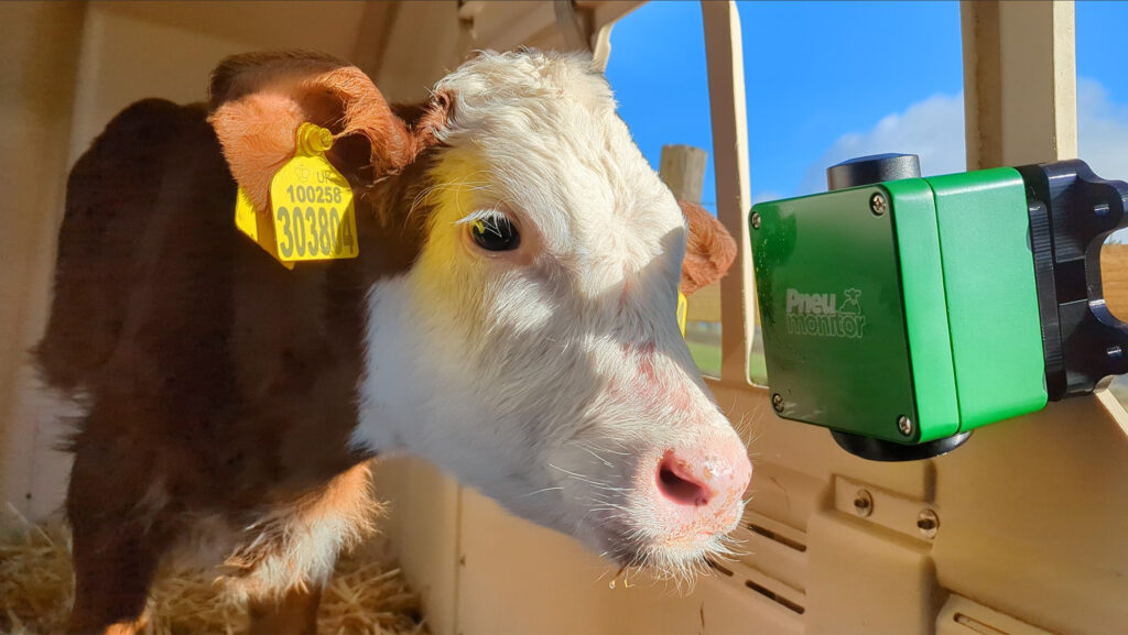 Calf at the Pneumonitor © SRUC