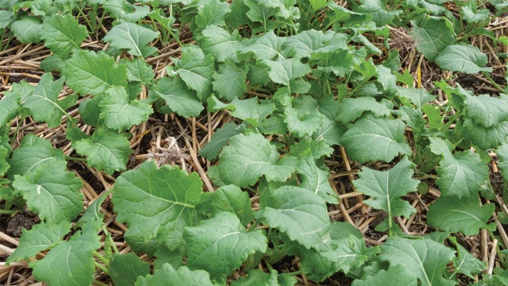 © Blackthorne Arable Ltd